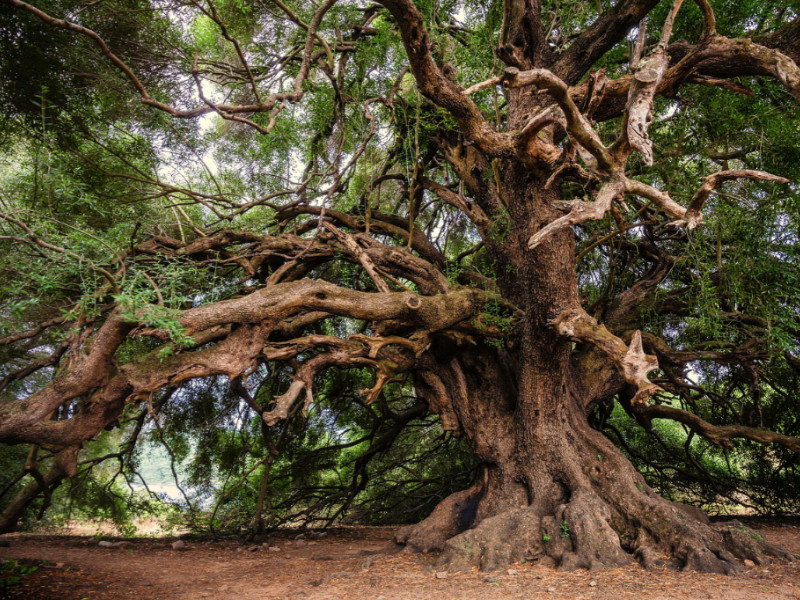 Olive Tree